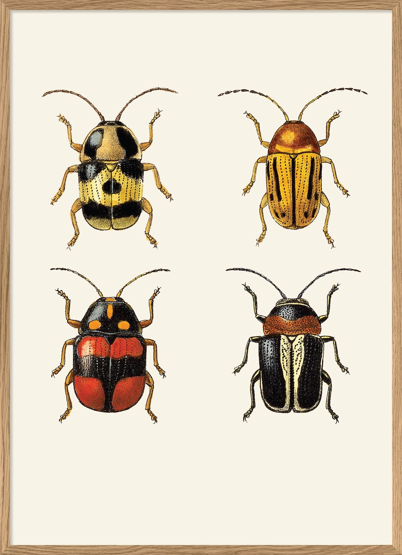 Poster + Kader Oak 30 x 40 cm Insectum